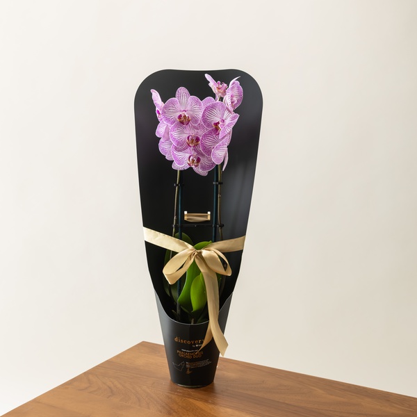 Discovery by Spinneys Phalaenopsis Bi-Color Orchid Duo