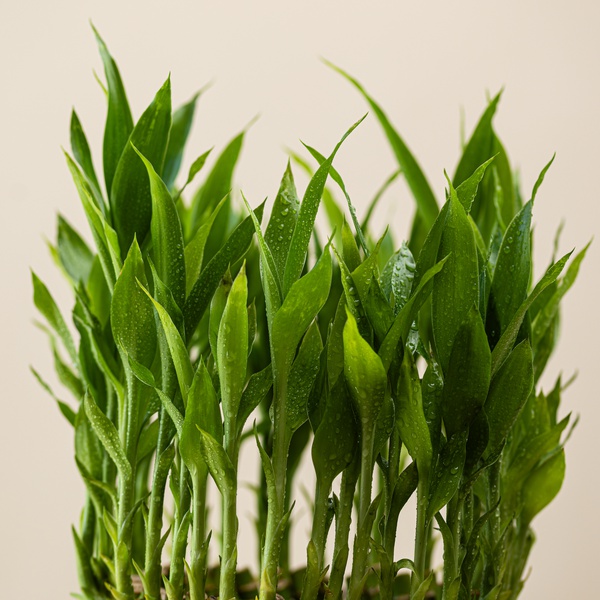 Lucky Bamboo Special