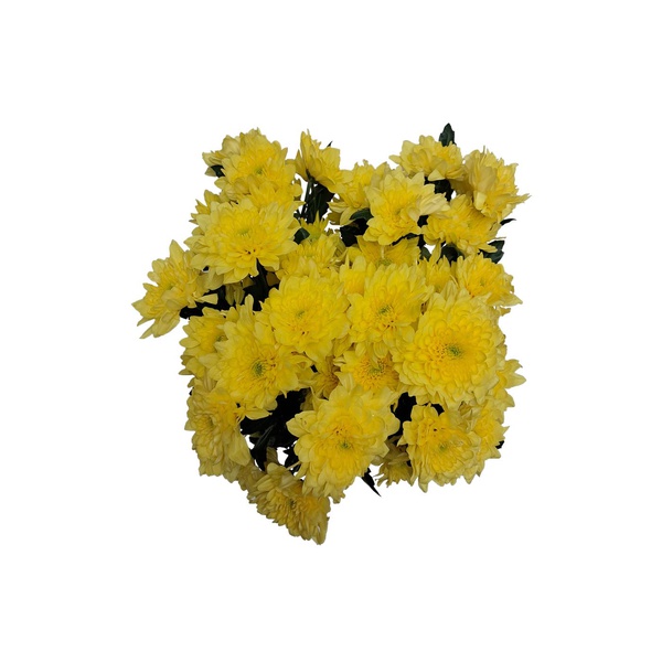 Yellow Chrysanthemums