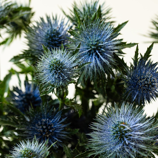 Eryngium Bunch