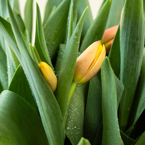Tulip Bunch Bico Orange
