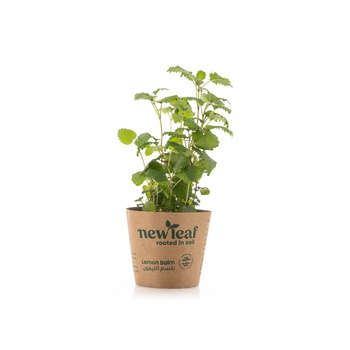 New Leaf Premium Lemon Balm Pot