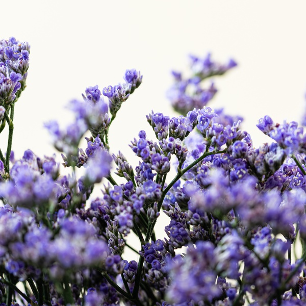 Purple Limonium Bunch