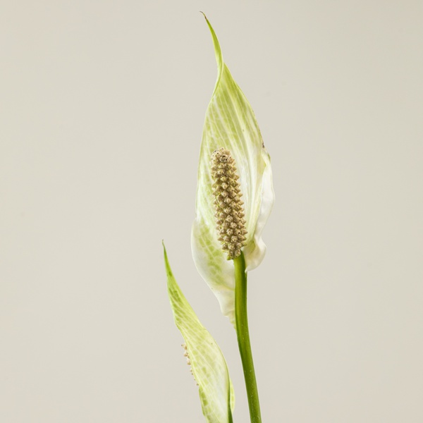 Spathiphyllum in Ceramic Pot