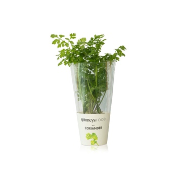 Spinneysfood Coriander Plant