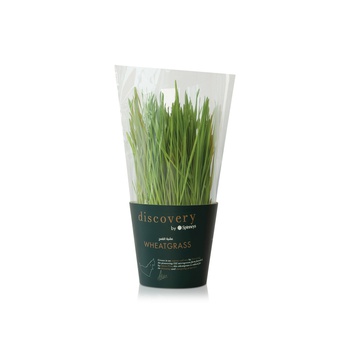 Discovery by Spinneys Wheatgrass Plant