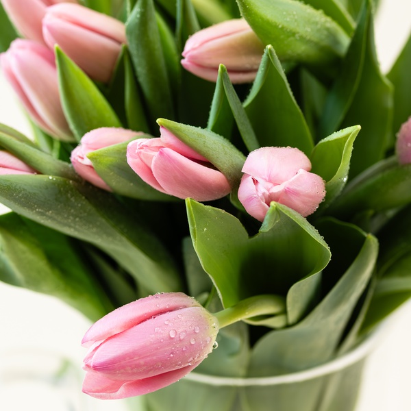 Tulip Bunch Pink
