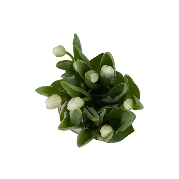 Tulip Bunch White