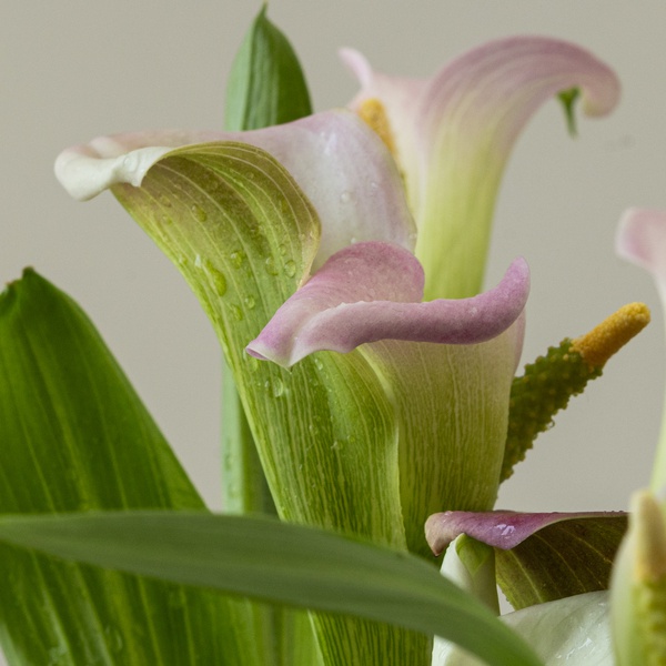 Calla Lily Plant