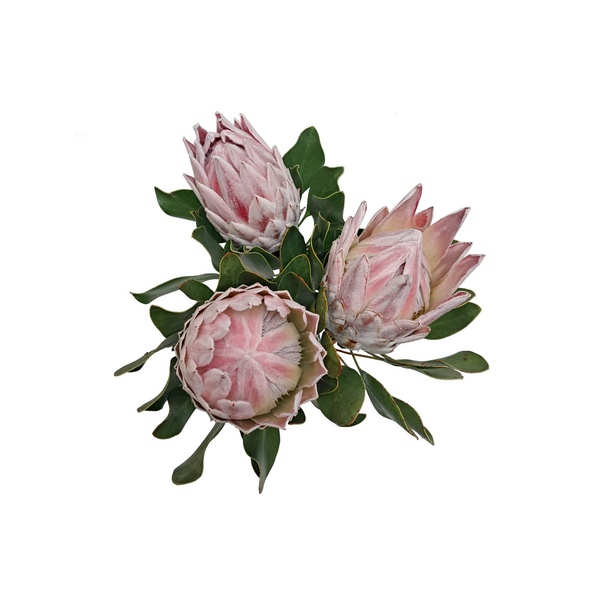 Protea Cynaroides