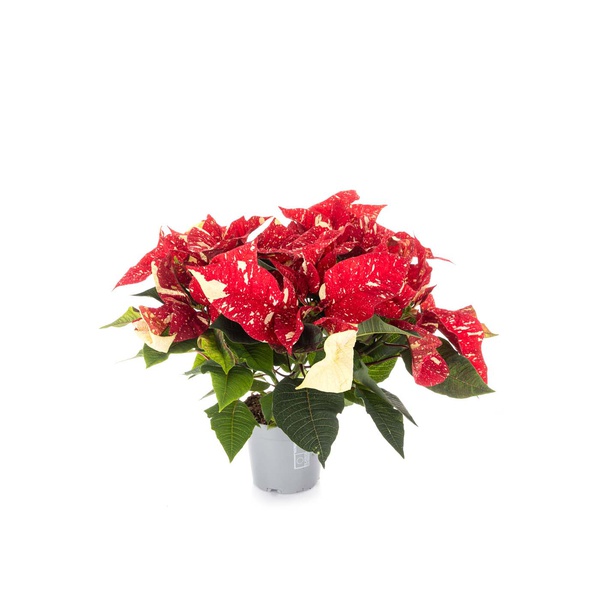 Sparkle Poinsettia 30cm