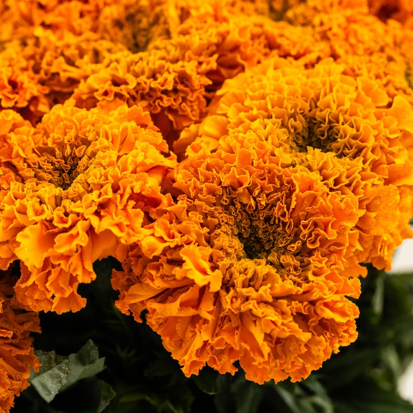 Marigold Bunch