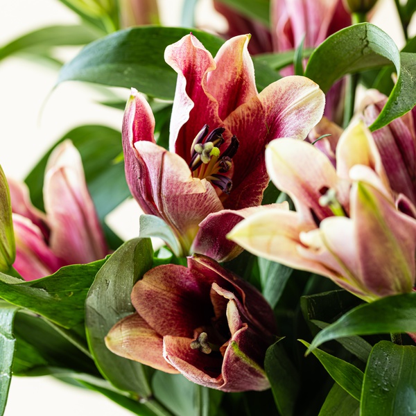 Oriental Red Lilies