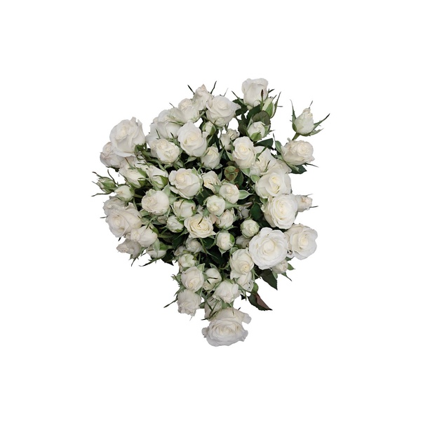 Off-White Spray Roses