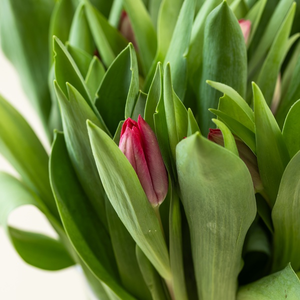 Tulip Bunch Red