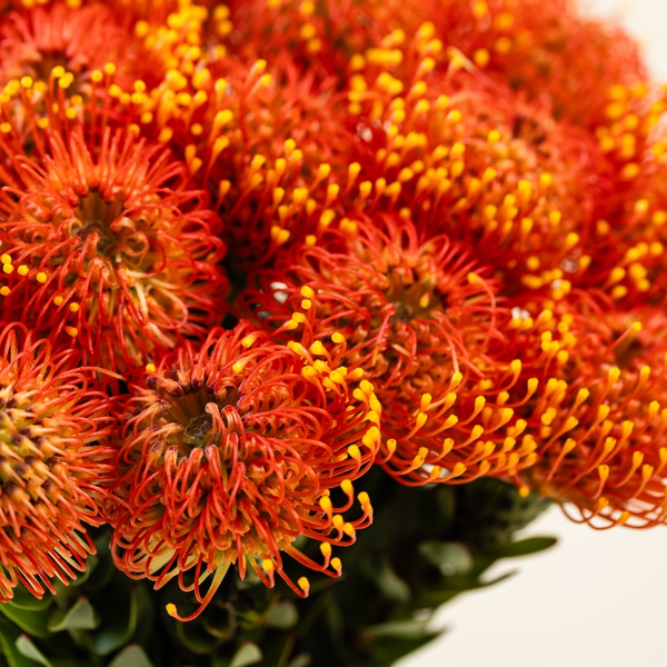 Leucospermum Bunch