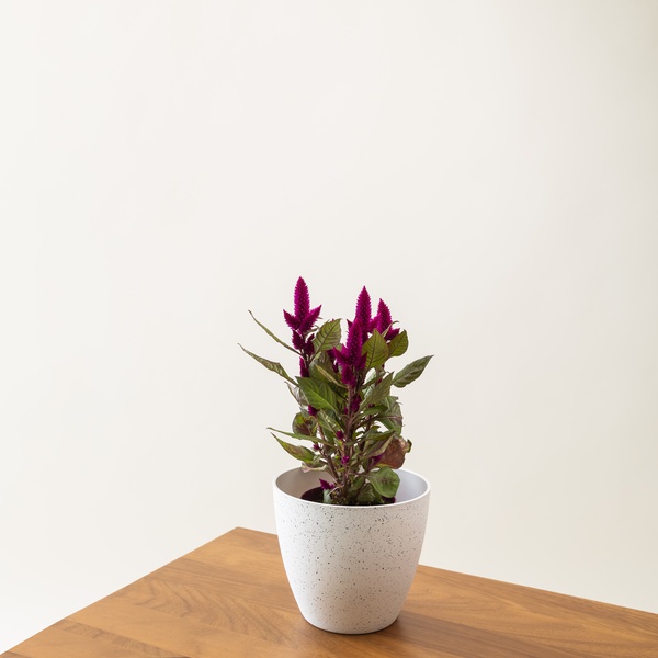 Celosia Plant in Plastic Pot