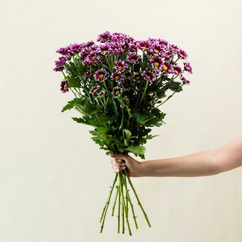 Chrysanthemum Bico Pink Bouquet