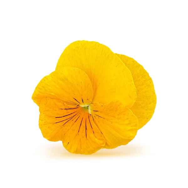 FineFOOD Yellow Pansies 10g