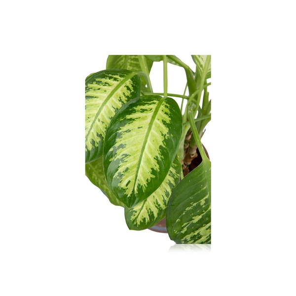 Dieffenbachia Amoena (Ceramic Decor)