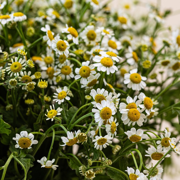 Tanacetum Bunch