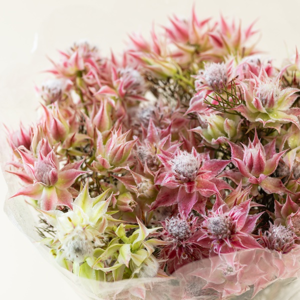 Blushing Bride Bunch