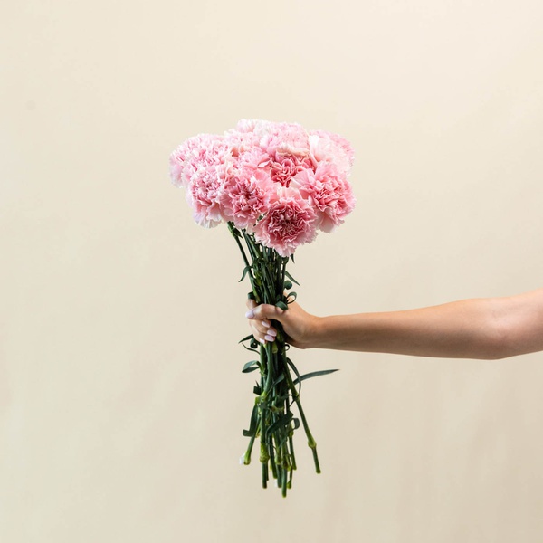 Carnation Pink Bunch