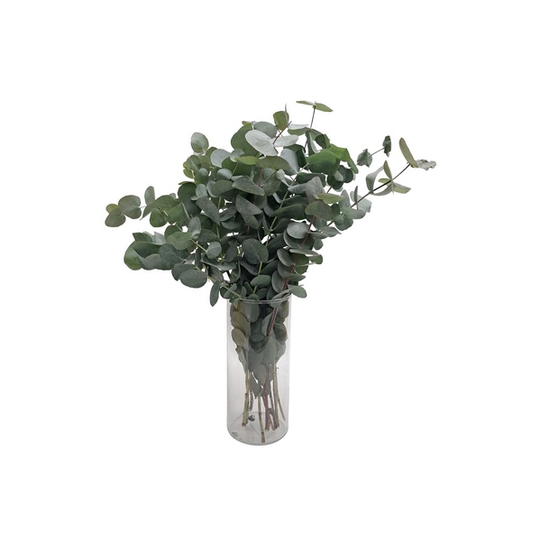 Eucalyptus Bunch
