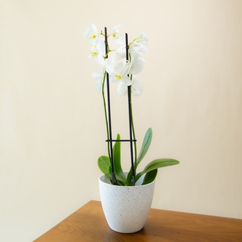 White Phalaenopsis Stems x 2