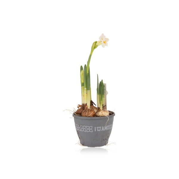 Narcissus Plant