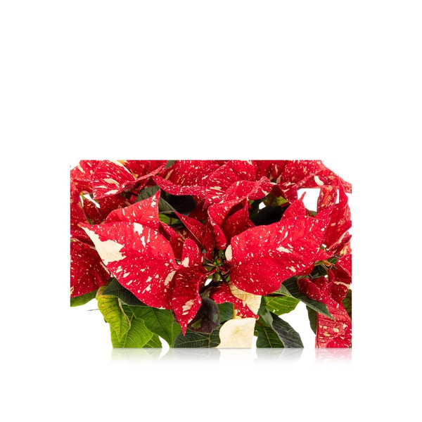 Sparkle Poinsettia 30cm