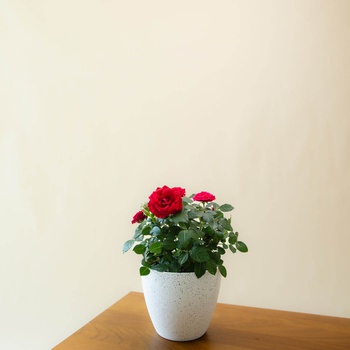 Rose Plant Pot