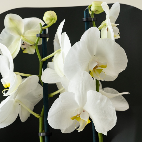 Discovery by Spinneys Phalaenopsis White Orchid Duo