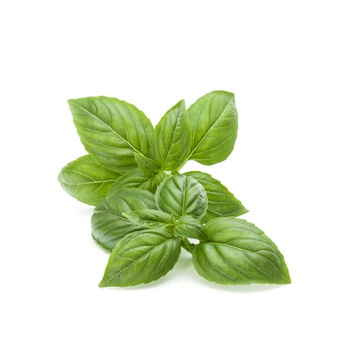Spinneysfood Fresh Basil Kenya 100g
