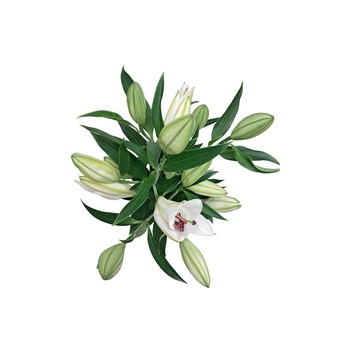 Oriental White Lilies