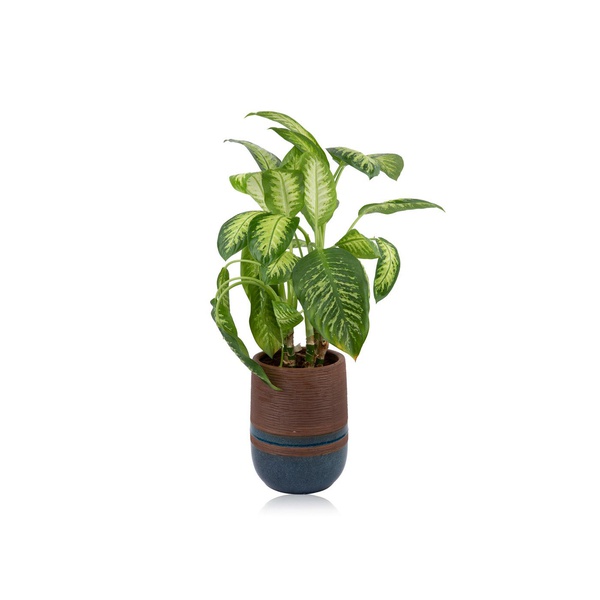 Dieffenbachia Amoena (Ceramic Decor)