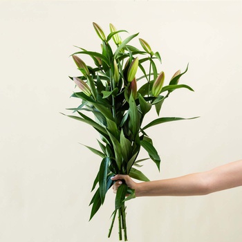 Oriental Pink Lilies