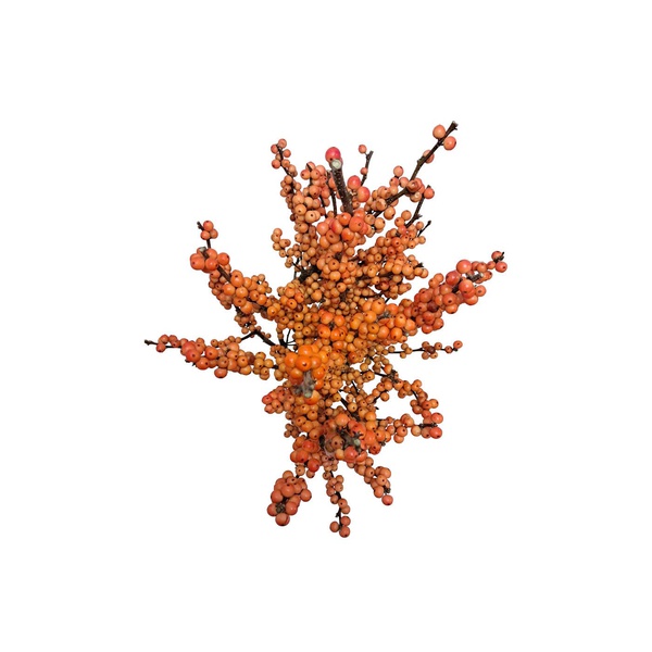 Orange Berries Bunch