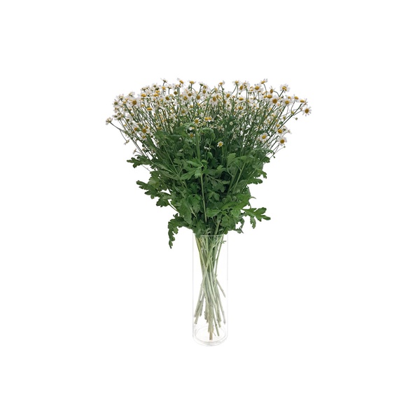 Tanacetum Bunch