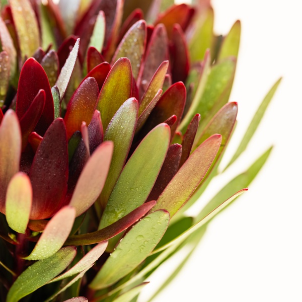 Leucadendron 'safari Sunset'