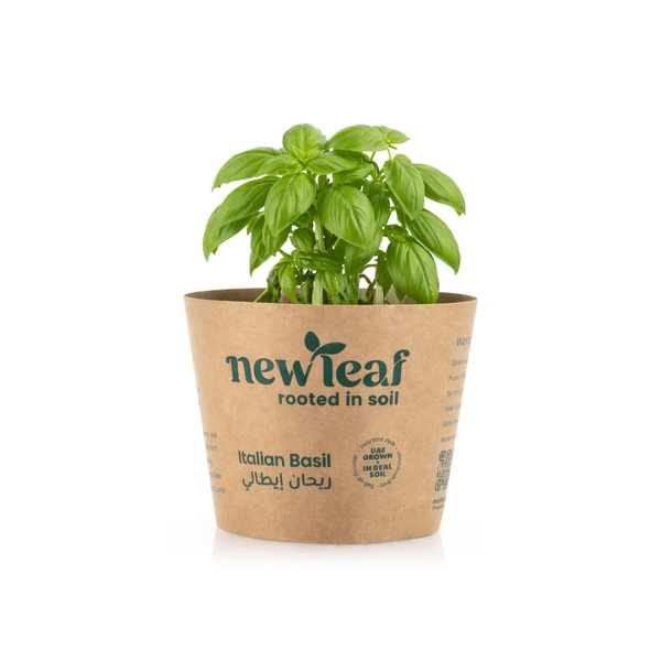 New Leaf Premium Italian Basil Pot