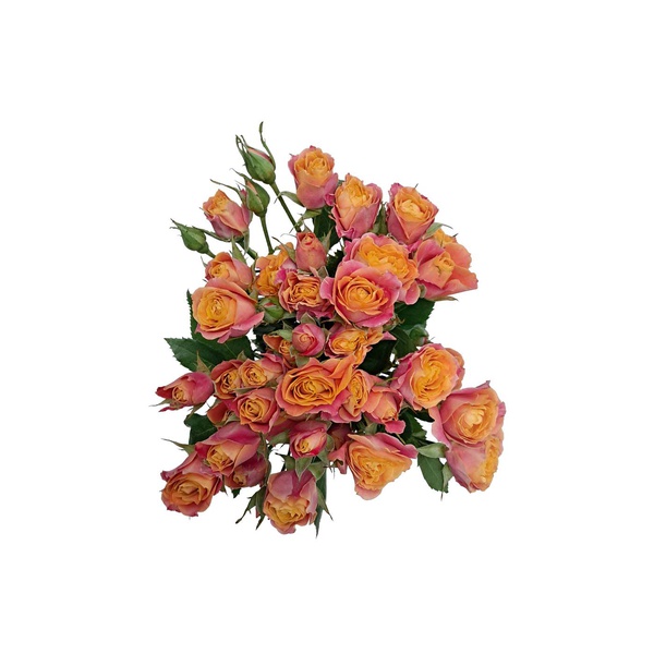 Yellow and Orange Spray Roses