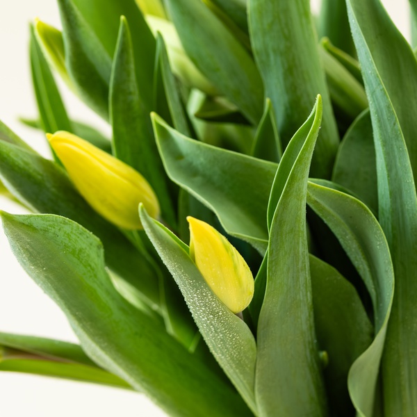 Tulip Bunch Yellow