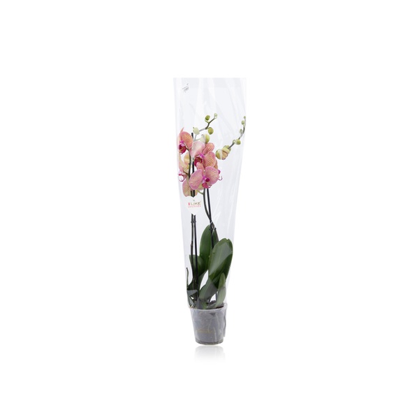Phalaenopsis Bico