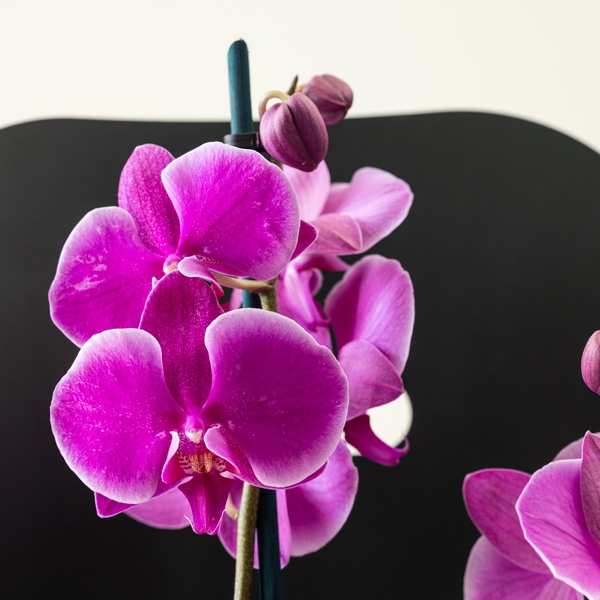 Discovery by Spinneys Phalaenopsis Purple Orchid Duo