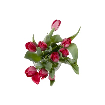 Tulip Bunch Red