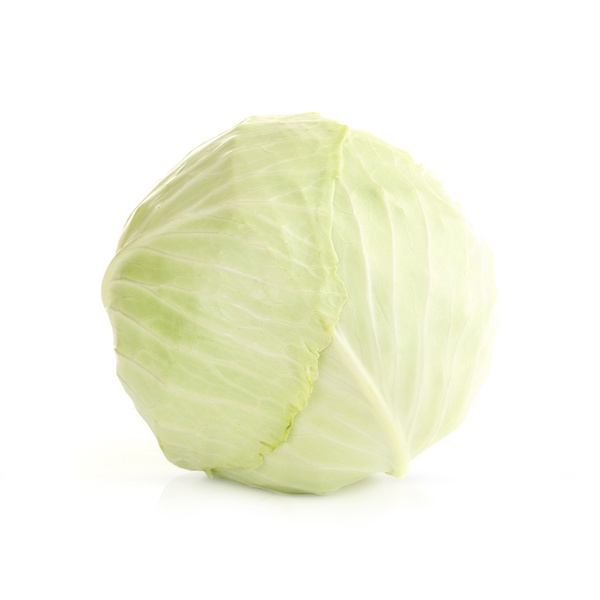 Organic White Cabbage Holland