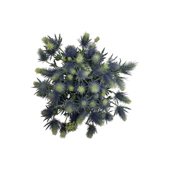 Eryngium Bunch