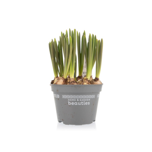 Muscari