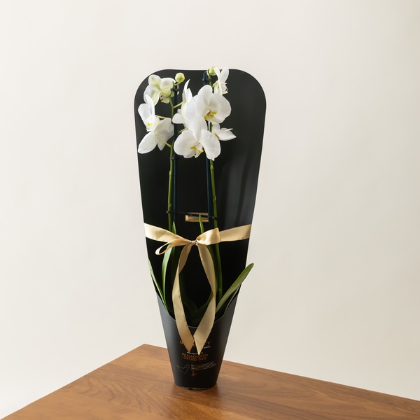 Discovery by Spinneys Phalaenopsis White Orchid Duo